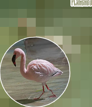 Flamingo flamingo crypto